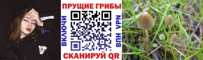 Псилоцибиновые грибы MAGIC MUSHROOMS  как найти закладки  Ефремов 
